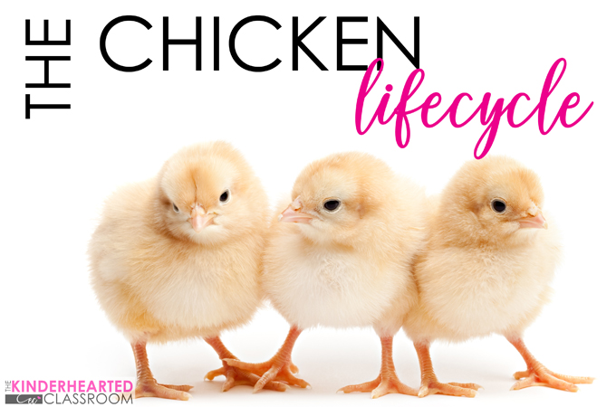 Chicken Lifecycle Interactive Science Journal The Kinderhearted Classroom