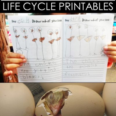 Interactive Science Journal – Chicken Lifecycle